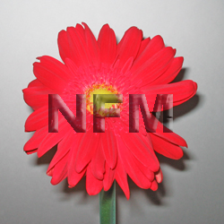 gerbera daisy flowers | red